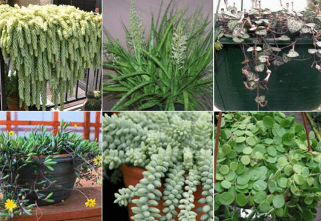 Selecting the Right Hanging Container