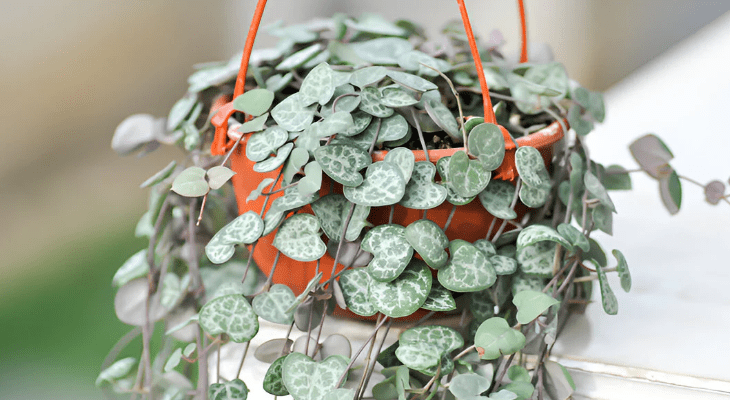 String of Hearts