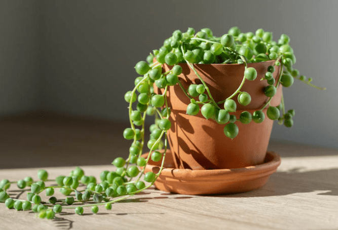 String of Pearls