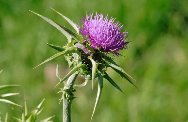 Thistle