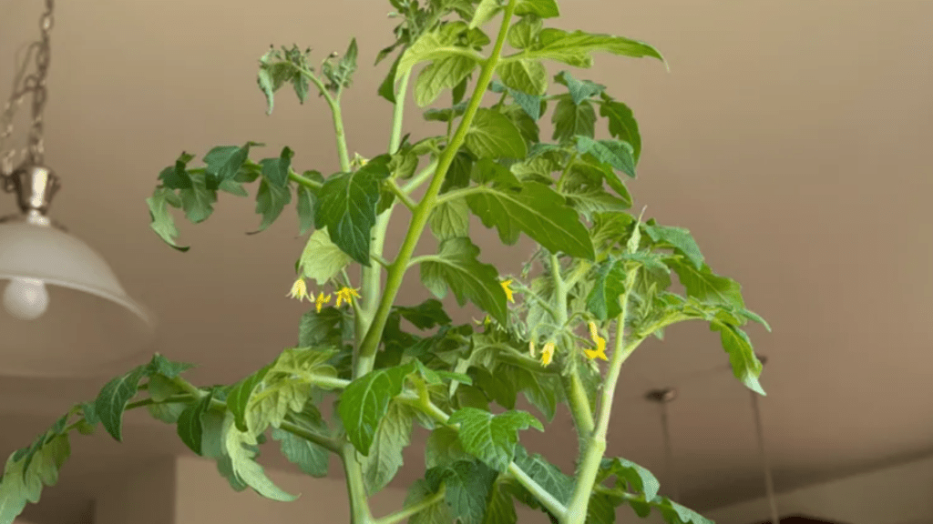 Tomato leaves drooping