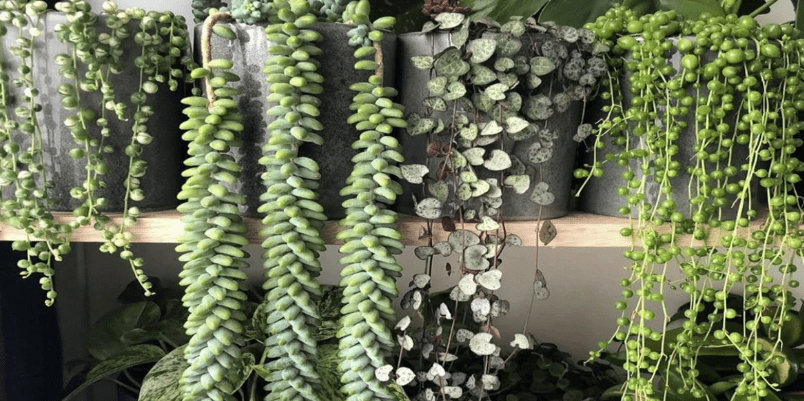 Types of Hanging Succulent Plants