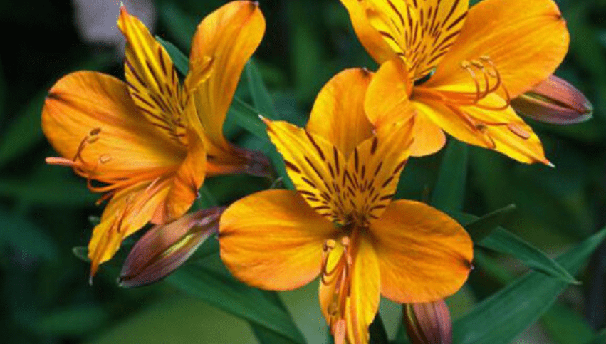 Understanding Alstroemerias