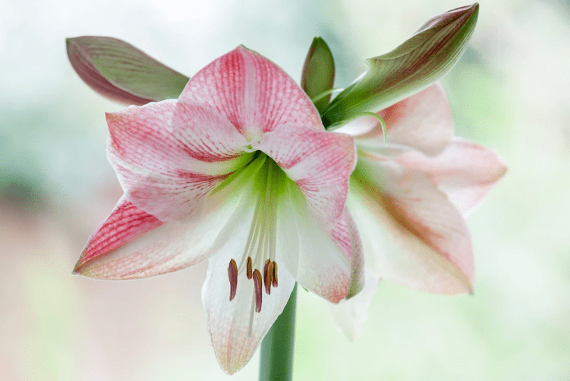 Understanding Amaryllis Plants