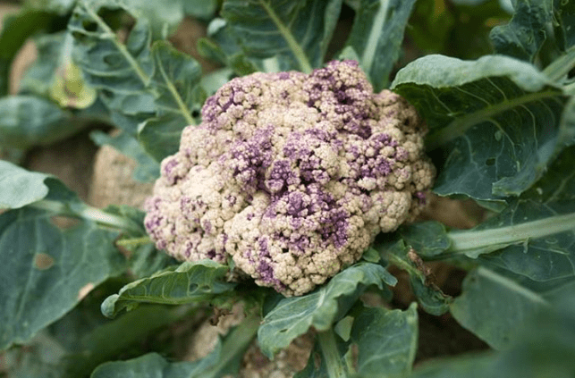 Understanding Black Spots on Cauliflower