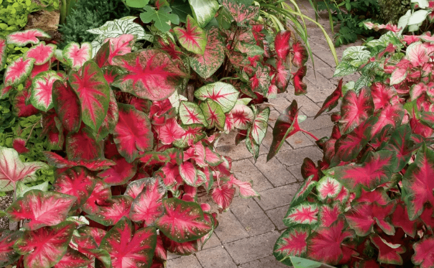 Understanding Caladium