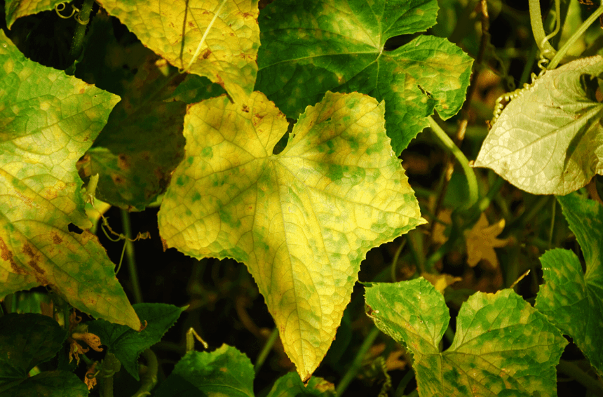 Understanding Cucumber Plants Turning Yellow