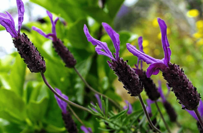 Understanding Lavender Trees