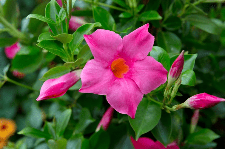 Overview of Mandevilla