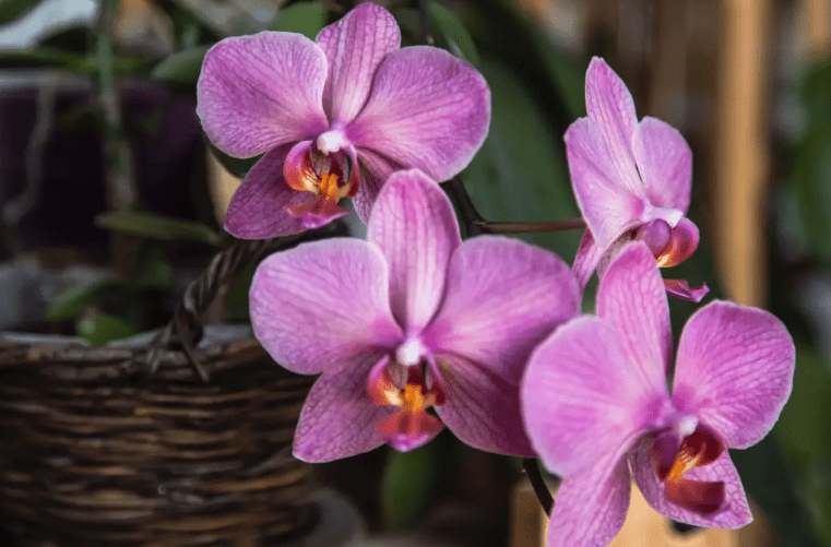 Understanding Orchids