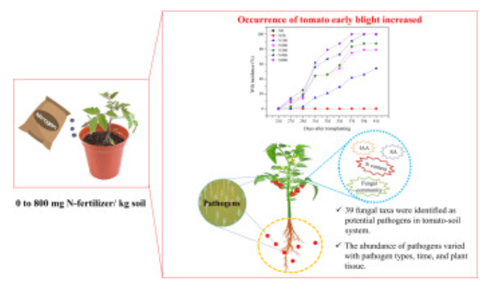 Understanding Tomato Plant Physiology