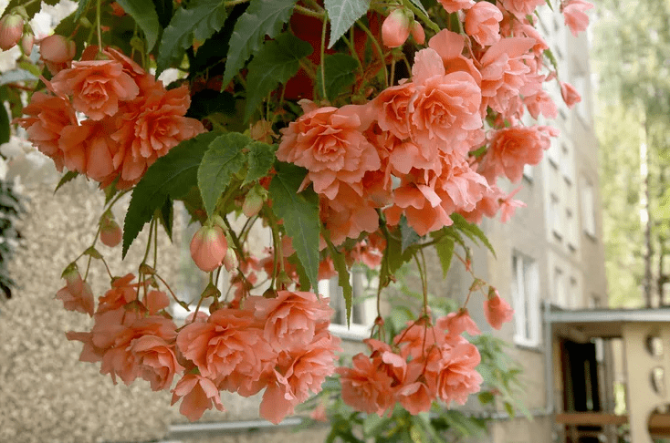 Understanding Weeping Begonia Plants