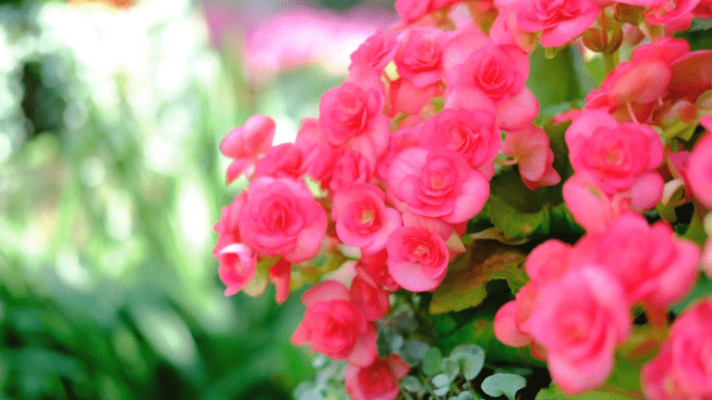 weeping begonia plant