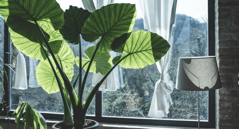 Using Colocasia in Indoor Decor