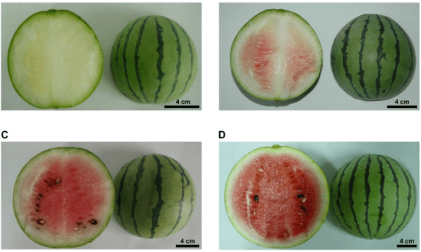 Varieties of Watermelons