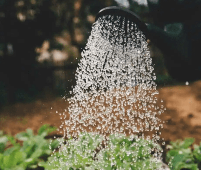 Watering