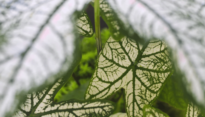 Watering