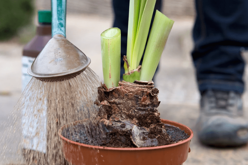 Watering Techniques