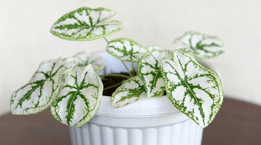 Winter care for caladiums