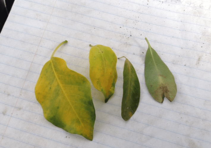 Yellowing leaves