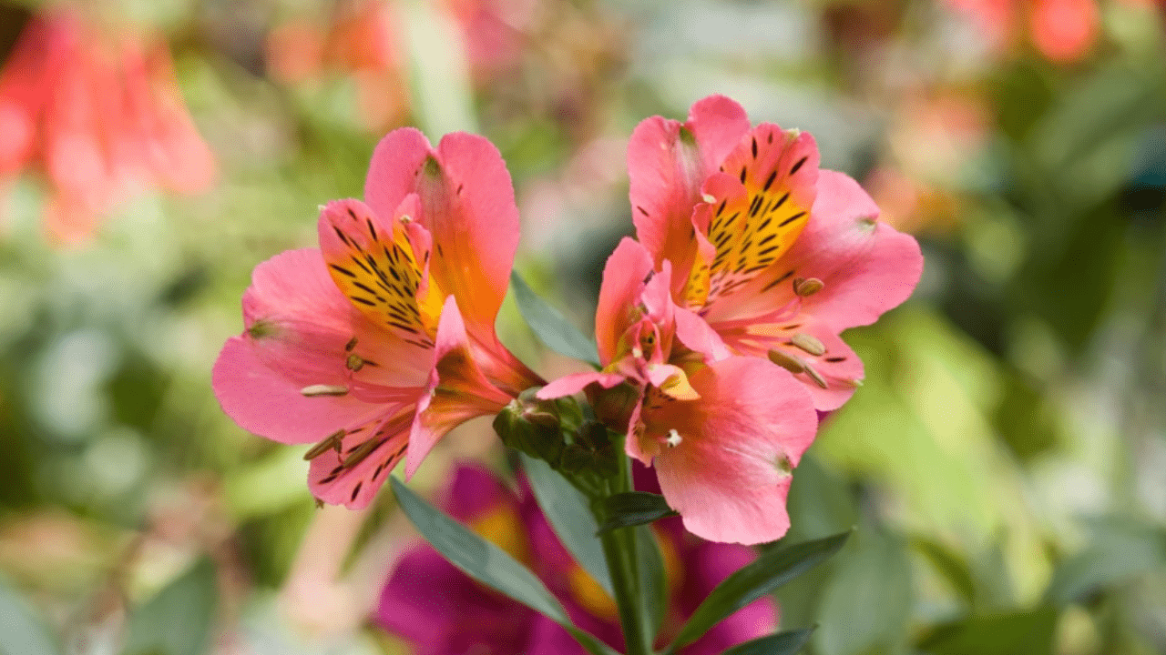 Alstroemerias: Stunning Blooms for Your Garden