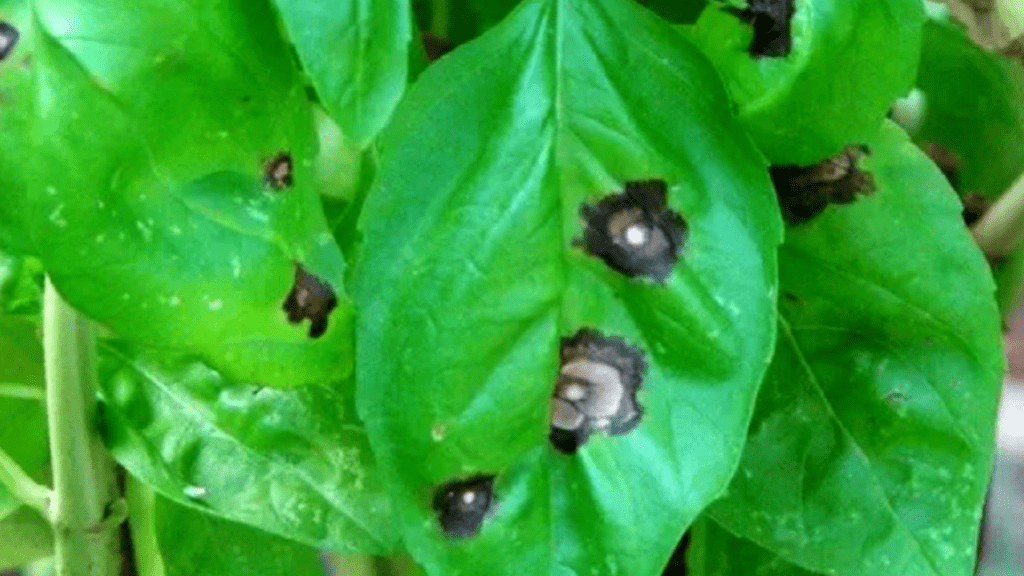 black spots on basil