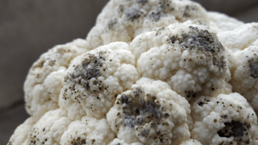 black spots on cauliflower