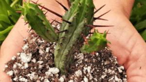 cactus in soil