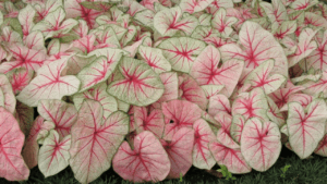 caladium care