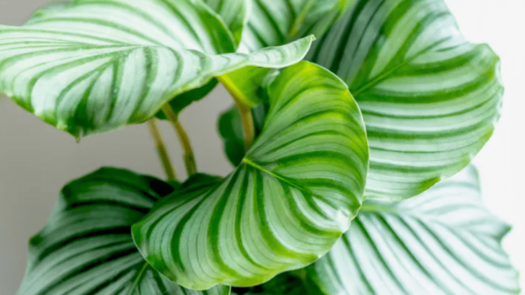 calathea orbifolia