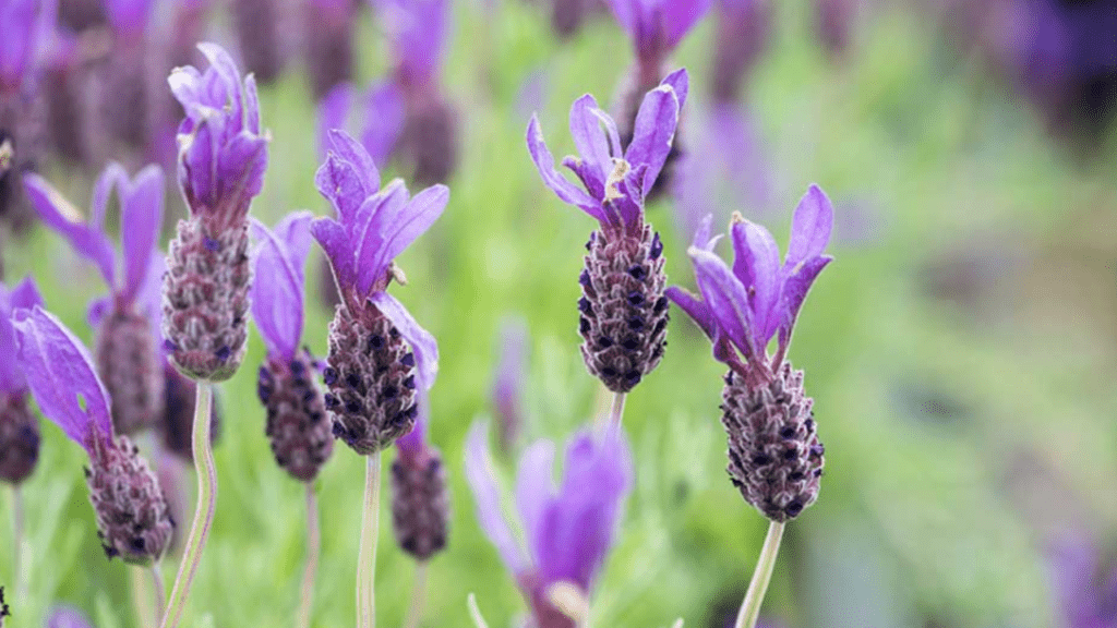 care for lavender trees