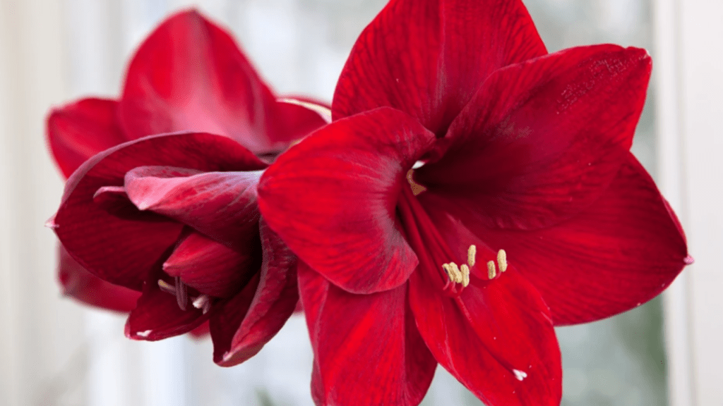 caring for amaryllis