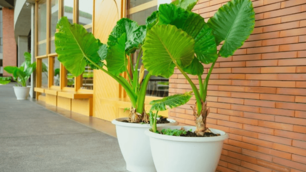 colocasia indoor plant