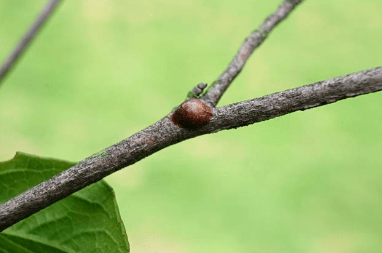 Insects on the branches of fig trees