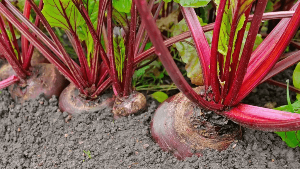 companion planting for beets