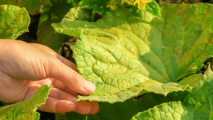 cucumber plants turning yellow