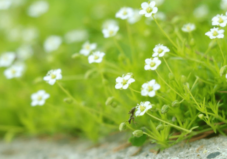 What is Irish Moss