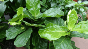 fiddle leaf fig dropping leaves