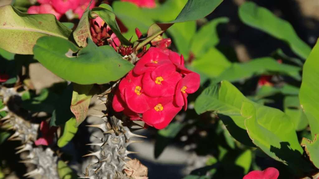 flowers with thorns