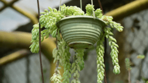 hanging succulent plant