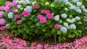 hydrangea companion plants