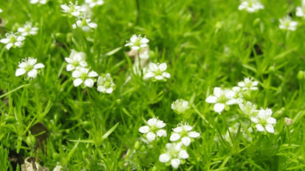 irish moss ground cover