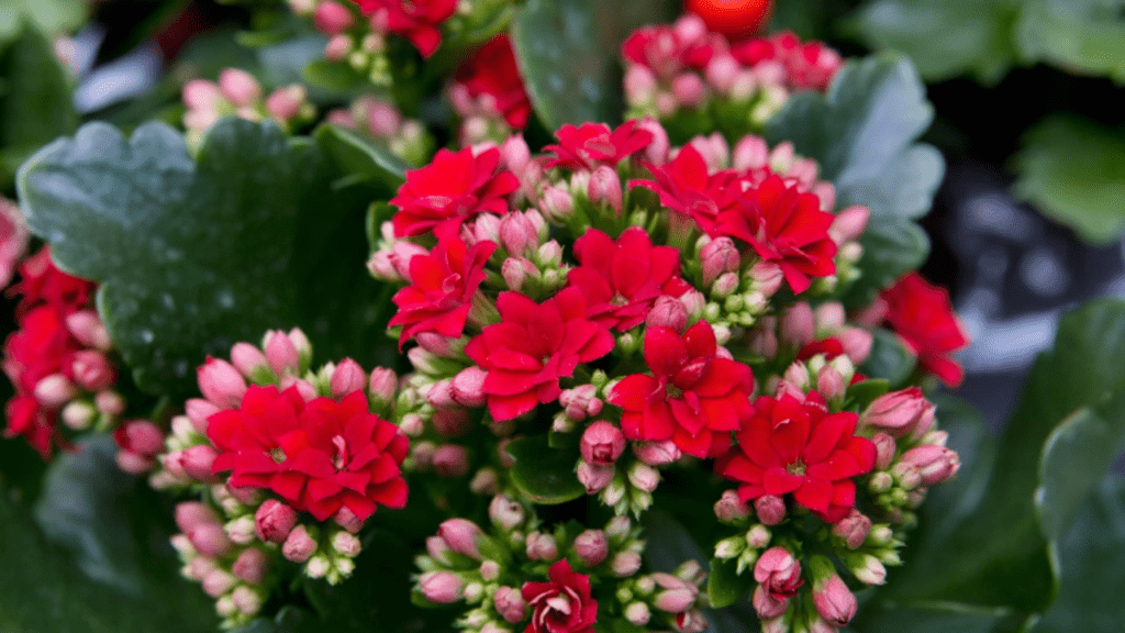 kalanchoe pinnata