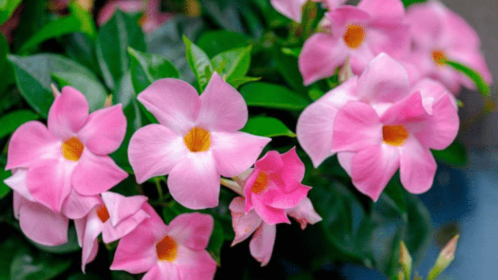 mandevilla care