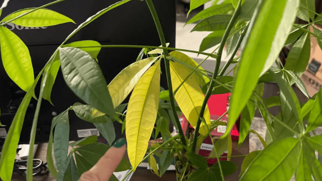 money tree leaves turning yellow