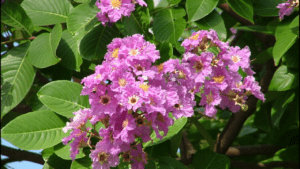 plant lagerstroemia