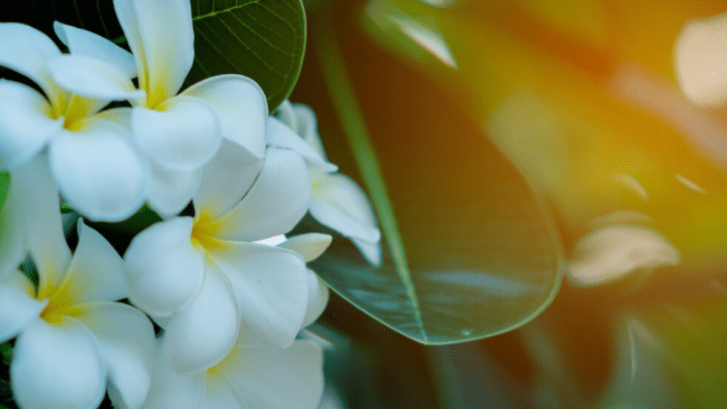 plumeria care