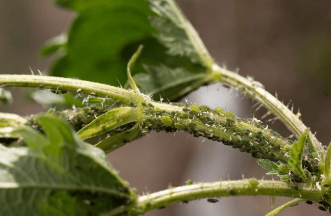 repel pests harmful to beets