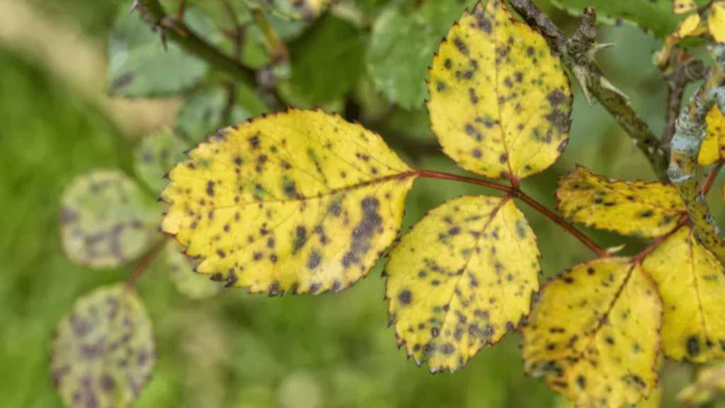 rose leaves turning yellow