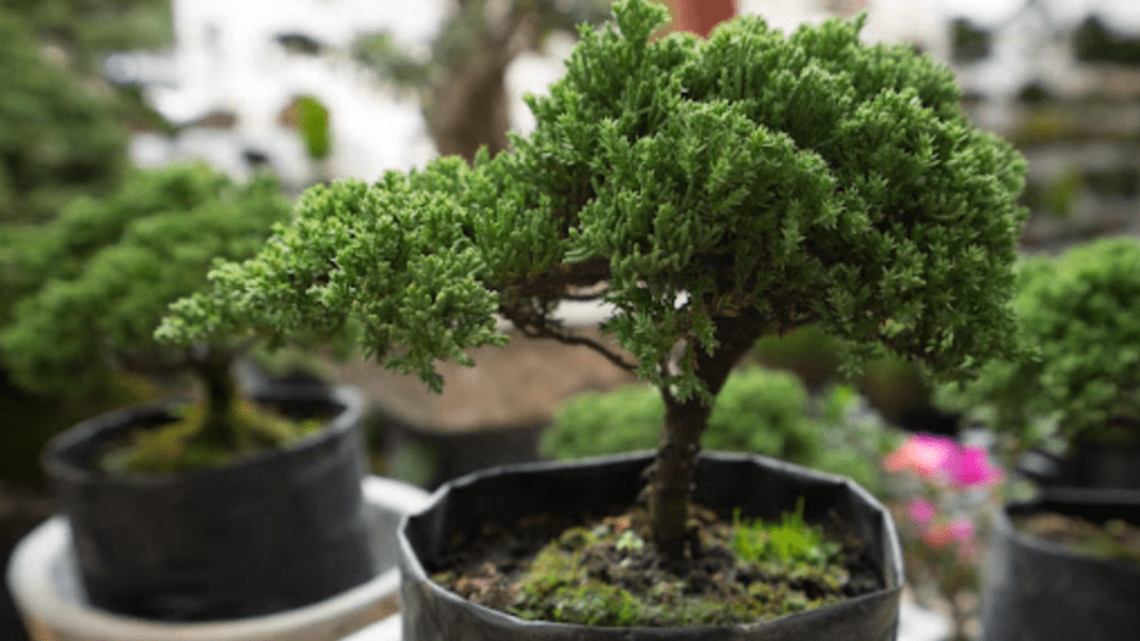 small japanese tree